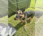Small #3 German Shepherd Dog