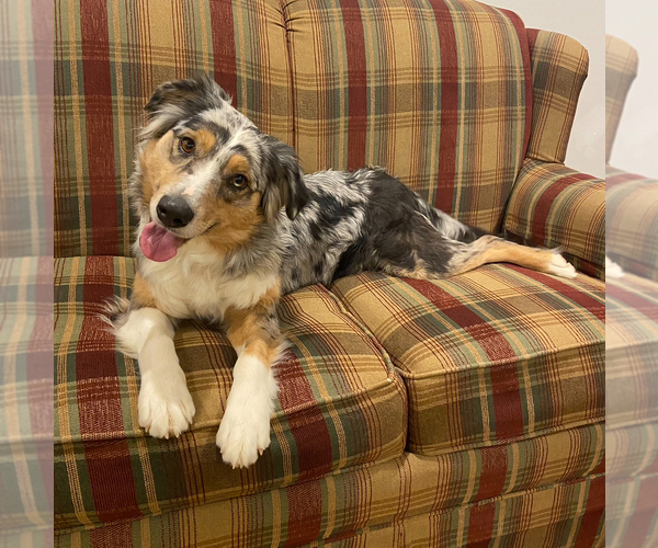 Medium Photo #1 Aussiedoodle Miniature  Puppy For Sale in DOSS, MO, USA