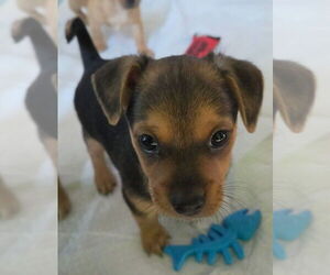Chihuahua-Unknown Mix Dogs for adoption in St. Augustine, FL, USA