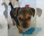 Small Chihuahua Mix