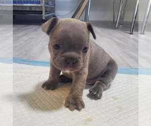 French Bulldog Puppy for sale in MIAMI, FL, USA