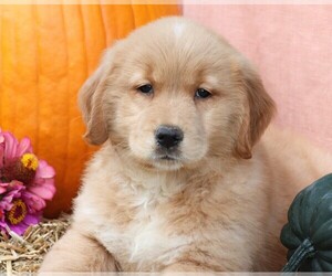 Golden Retriever Puppy for sale in JONES, MI, USA