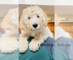Puppy light blue Maltipoo