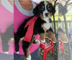 Bernese Mountain Dog Puppy for sale in SPENCER, IN, USA