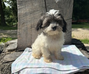 ShihPoo Puppy for sale in HARDY, AR, USA