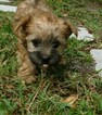 Small Photo #3 Morkie Puppy For Sale in ORLANDO, FL, USA