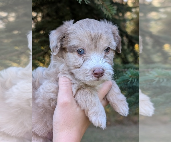 Medium Photo #9 Aussiedoodle Miniature  Puppy For Sale in SPIRIT LAKE, ID, USA