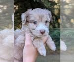 Puppy 2 Aussiedoodle Miniature