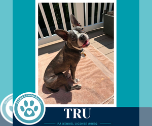 Boston Terrier Dogs for adoption in Kimberton, PA, USA