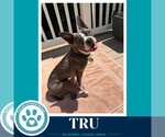 Small Boston Terrier