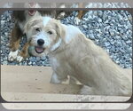 Small #4 Labrador Retriever-Wheaten Terrier Mix