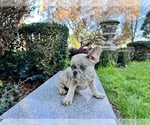 Small Photo #255 French Bulldog Puppy For Sale in HAYWARD, CA, USA