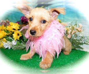 Jack-Rat Terrier-Yorkshire Terrier Mix Puppy for sale in HAMMOND, IN, USA