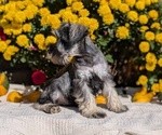 Small #4 Schnauzer (Miniature)