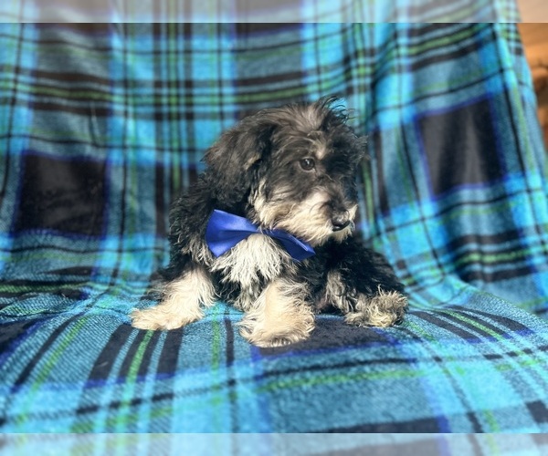 Medium Photo #4 Schnauzer (Miniature) Puppy For Sale in LAKELAND, FL, USA