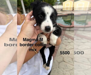 Border Collie-Unknown Mix Dogs for adoption in Studio City, CA, USA
