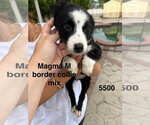 Small Border Collie Mix