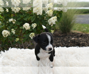 Chihuahua Puppy for sale in SENECA FALLS, NY, USA