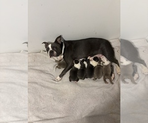 Boston Terrier Puppy for Sale in HOWELL, New Jersey USA