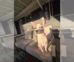 Small #1 Chihuahua Mix