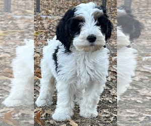 Bernedoodle (Miniature) Puppy for sale in LONGMONT, CO, USA