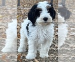 Templeton - Male Bernedoodle (Miniature) Puppy for Sale - Small photo