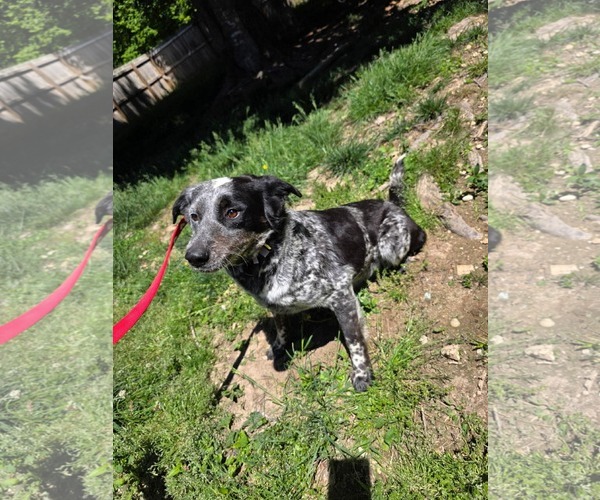 Medium Photo #2 Mutt Puppy For Sale in Westwood, NJ, USA