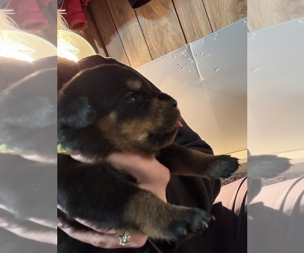 Medium Photo #1 Rottweiler Puppy For Sale in GREEN SPRINGS, OH, USA