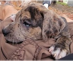 Small Photo #20 Catahoula Bulldog Puppy For Sale in MIAMI BEACH, FL, USA