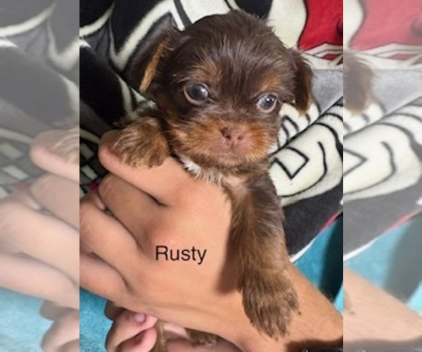 Medium Photo #23 Shorkie Tzu Puppy For Sale in SCOTTSDALE, AZ, USA