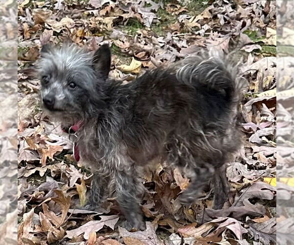 Medium Photo #3 Chihuahua Puppy For Sale in Cary, NC, USA