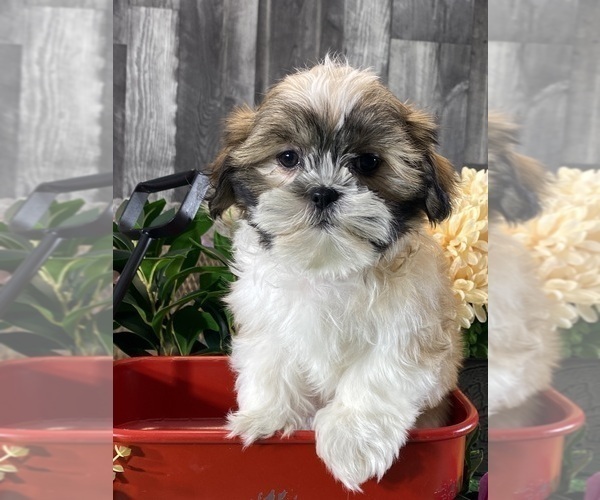 Medium Photo #2 Shih Tzu Puppy For Sale in CANOGA, NY, USA