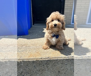 Bichpoo Puppy for sale in RANDOLPH, MA, USA