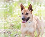 Small #2 German Shepherd Dog Mix