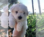 Small Photo #1 Bichon Frise Puppy For Sale in SEBASTIAN, FL, USA