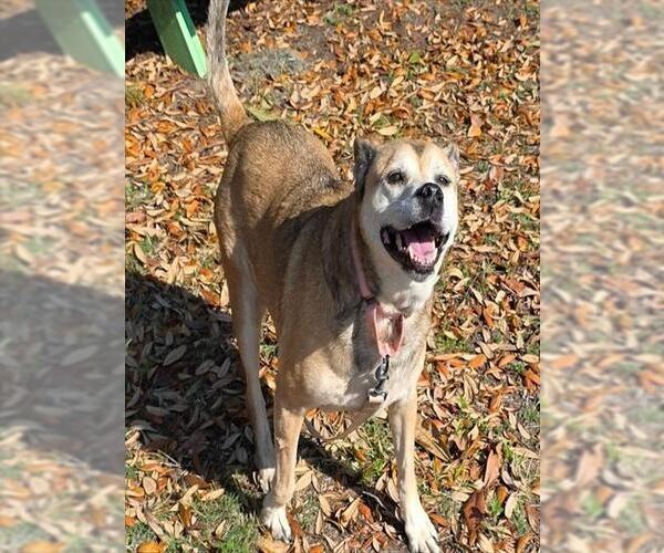 Medium Photo #2 Labrador Retriever Puppy For Sale in Ocala, FL, USA