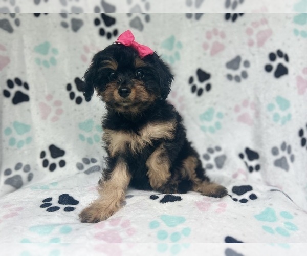 Medium Photo #4 Cavapoo Puppy For Sale in LAKELAND, FL, USA