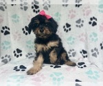 Small #3 Cavapoo