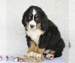 Small Photo #1 Bernese Mountain Dog Puppy For Sale in ATGLEN, PA, USA