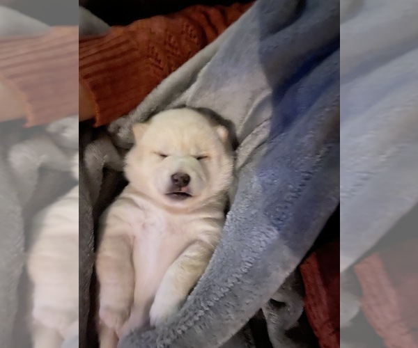 Medium Photo #4 Shiba Inu Puppy For Sale in HAMPTON, VA, USA