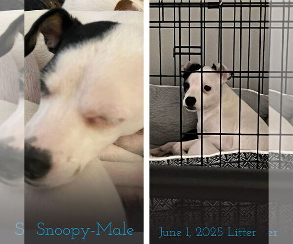 Medium Photo #2 Rat-Cha Puppy For Sale in Grafton, WI, USA