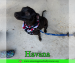 Small #7 Labrador Retriever Mix