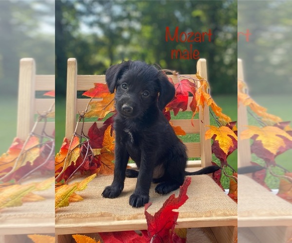 Medium Photo #3 Mutt-Poodle (Miniature) Mix Puppy For Sale in WOODBURY, TN, USA