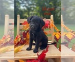 Small #2 Mutt-Poodle (Miniature) Mix