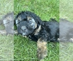 Small Photo #22 Aussiedoodle Miniature  Puppy For Sale in COMMERCE, MI, USA