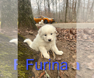 Medium Newfoundland-Samoyed Mix