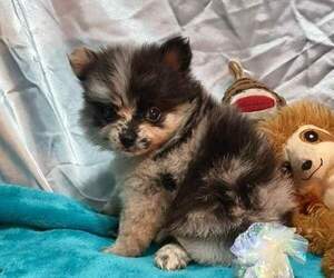 Pomeranian Puppy for sale in FRANKLINTON, LA, USA