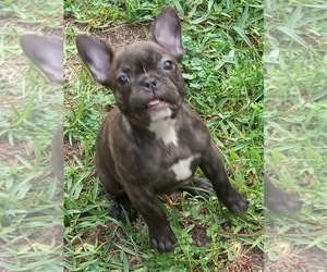 French Bulldog Puppy for sale in LEAGUE CITY, TX, USA