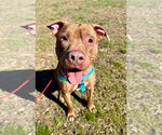 Small #7 American Staffordshire Terrier