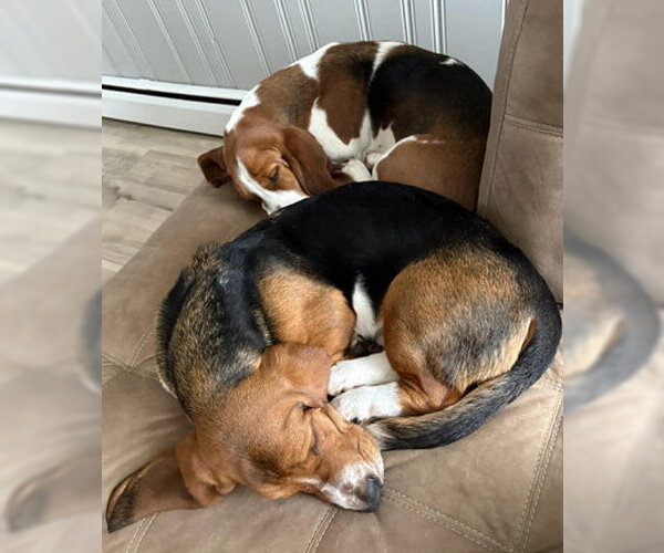 Medium Photo #4 Basset Hound Puppy For Sale in Deepwater, NJ, USA